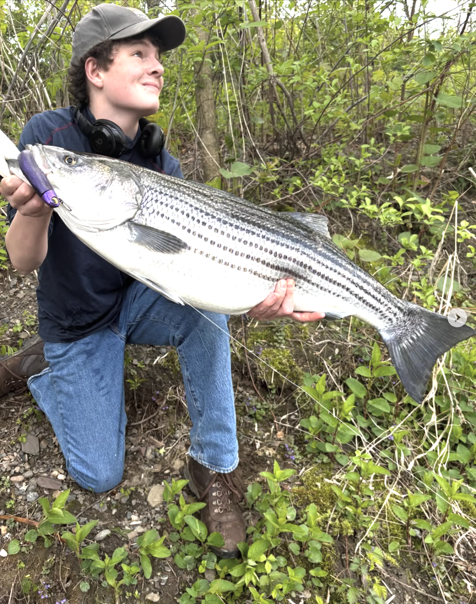 Striped Bass