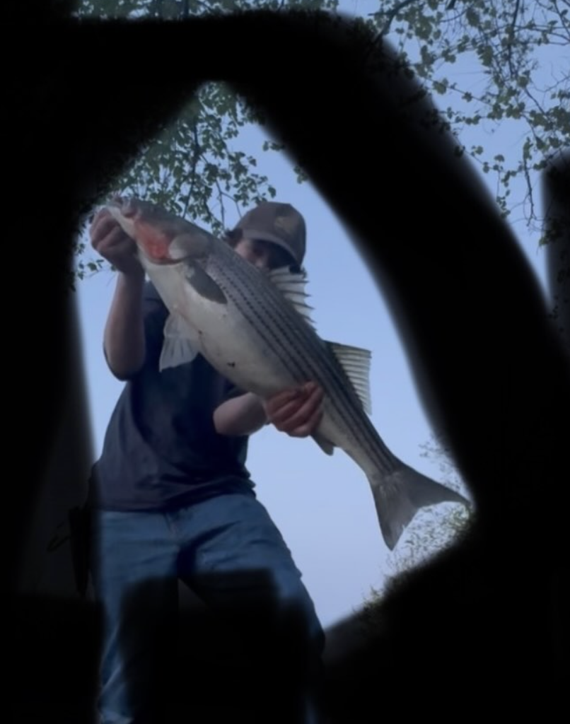 Striped Bass