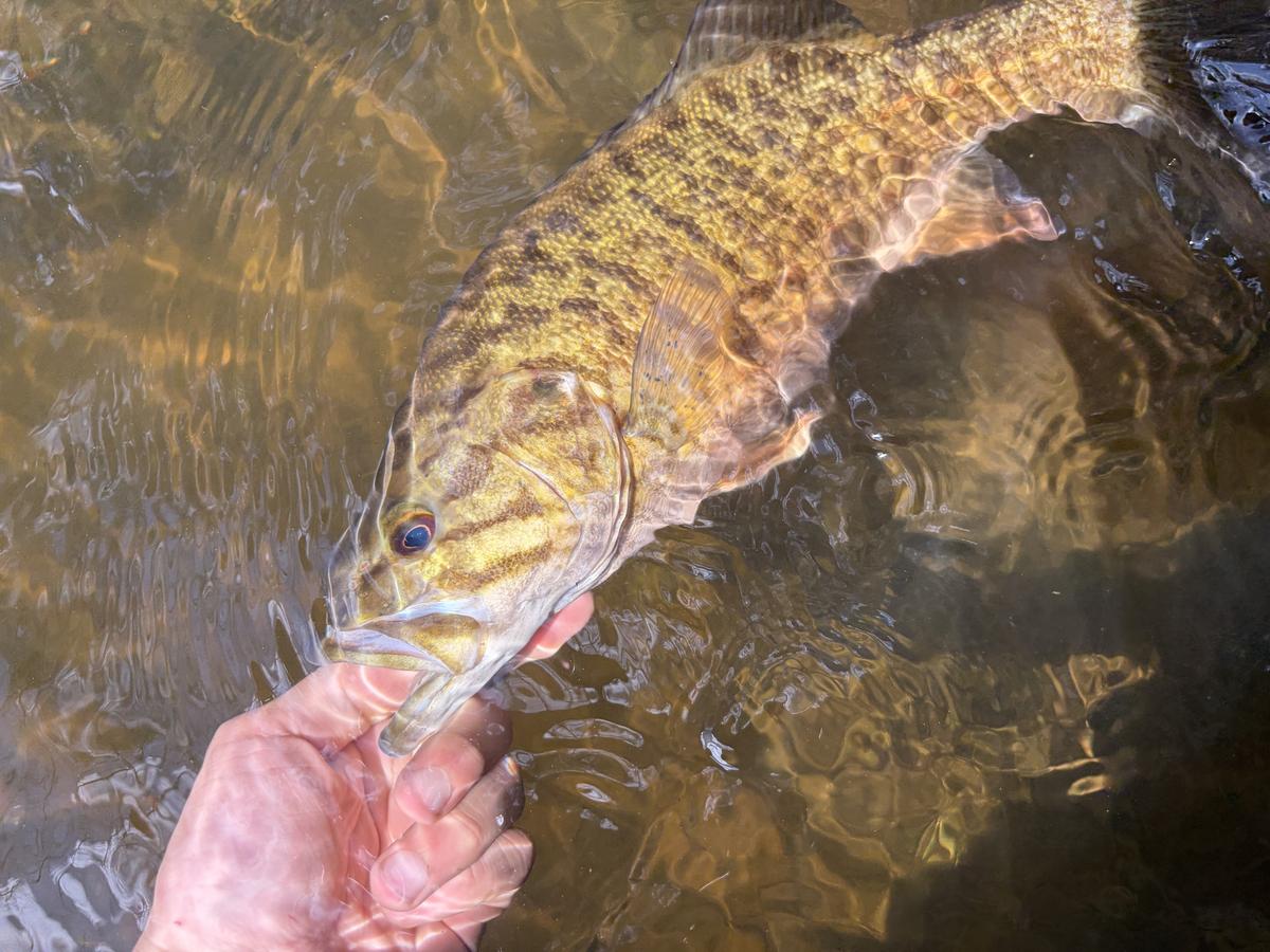 Smallmouth